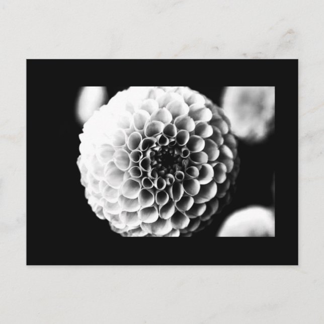 Cartão Postal Cartão-postal-Flores-51 (Frente)