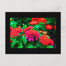 Cartão Postal Cartão-postal-Flores-61