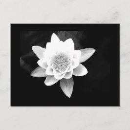 Cartão Postal Cartão-postal-Flores-63