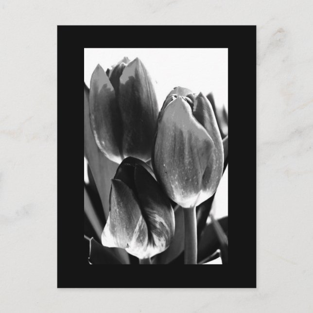 Cartão Postal Cartão-postal-Flores-64 (Frente)