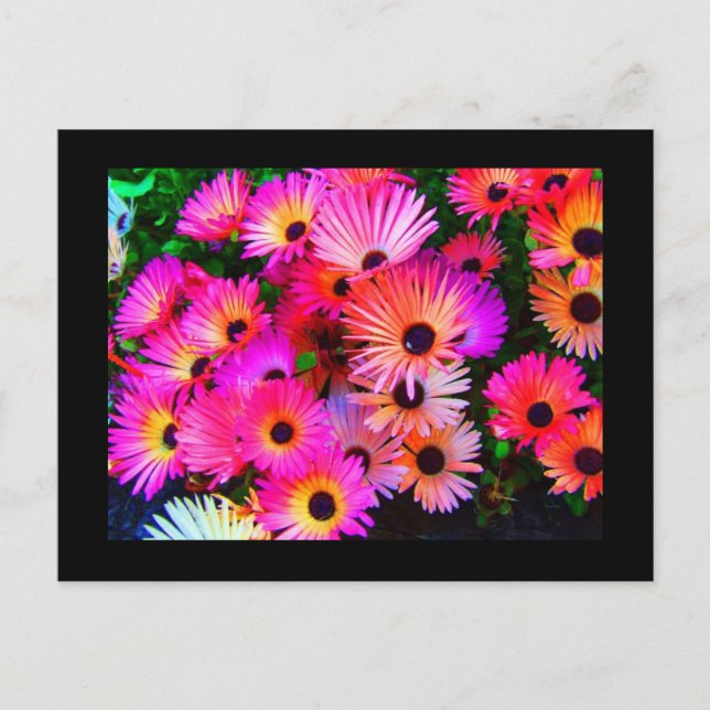 Cartão Postal Cartão-postal-Flores-68 (Frente)