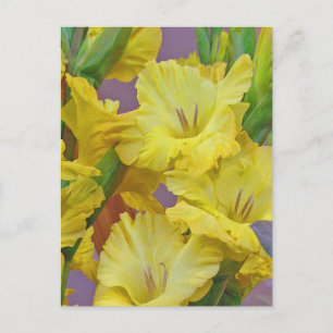 Cartão Postal Cartão-postal Flores Gladiolus