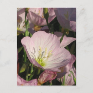 Cartão Postal Cartão-postal Flores Rosa