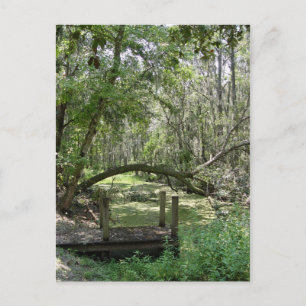 Cartão Postal Cartão-postal - Flórida Antiga