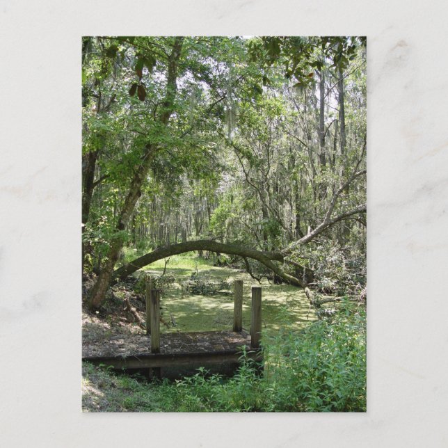 Cartão Postal Cartão-postal - Flórida Antiga (Frente)