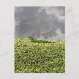 Cartão Postal Cartão-postal Florida Iguana