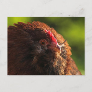 Cartão Postal Cartão-postal FluffaDerp