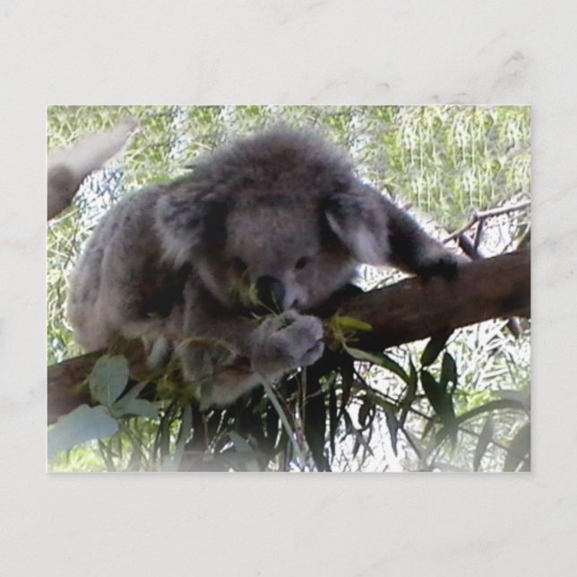 Cartão Postal Cartão-postal Fofinho Koala (Frente)
