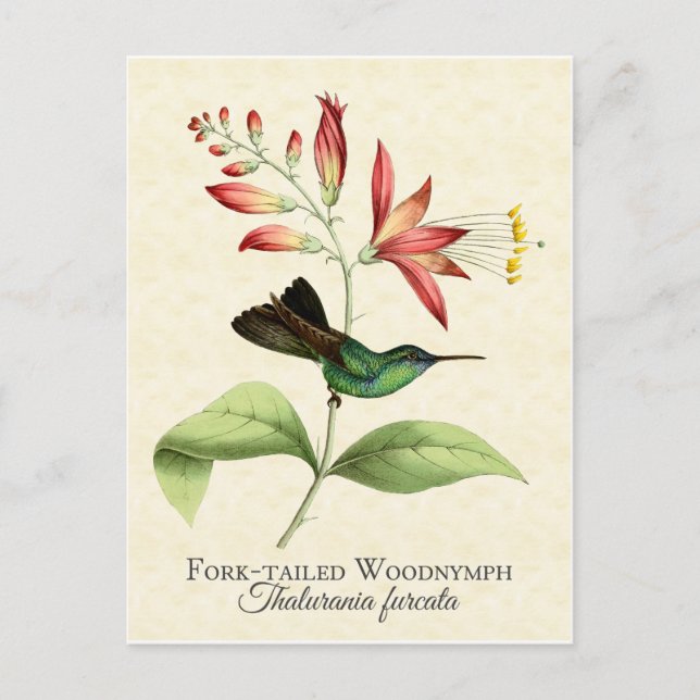 Cartão Postal Cartão-postal Fork Tailandês De Madeira Ninfônica  (Frente)