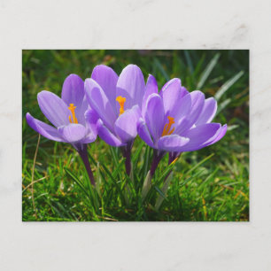 Cartão Postal Cartão-postal Foto Crocus Purple