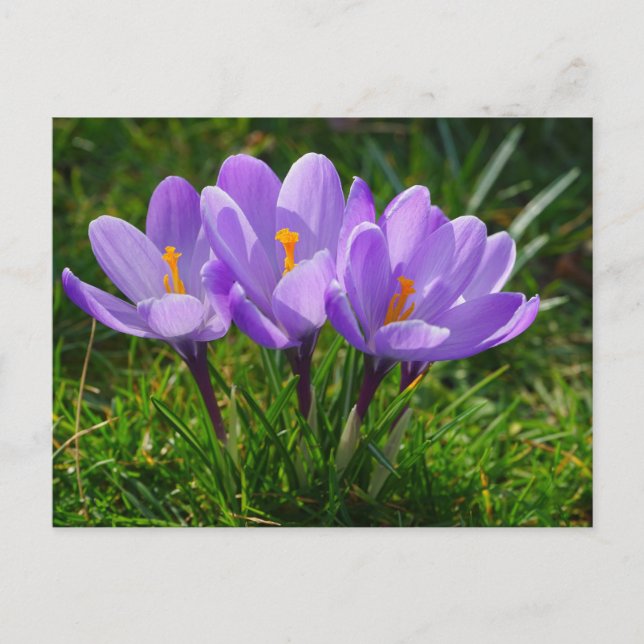 Cartão Postal Cartão-postal Foto Crocus Purple (Frente)