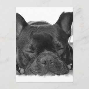 Cartão Postal Cartão-postal francês Buldogue