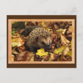 Cartão Postal Cartão-postal Friendly Hedgehog