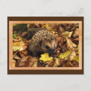 Cartão Postal Cartão-postal Friendly Hedgehog