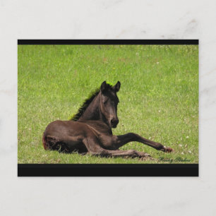 Cartão Postal Cartão-postal Frísia Foal