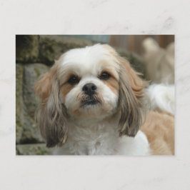 Cartão Postal Cartão-postal Furface