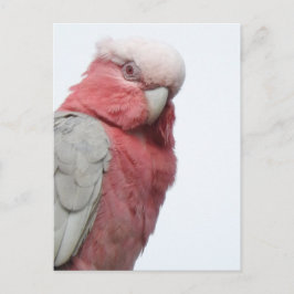 Cartão Postal Cartão-postal Galah