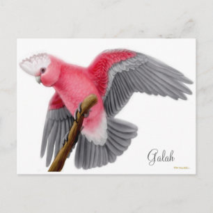 Cartão Postal Cartão-postal Galah Cockatoo