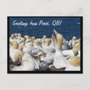 Cartão Postal Cartão-postal Gannet