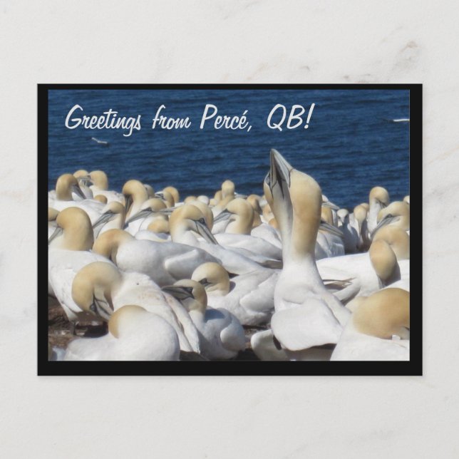 Cartão Postal Cartão-postal Gannet (Frente)