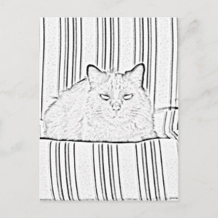 Cartão Postal Cartão-postal - Gato na Cadeira em Branco a Cor