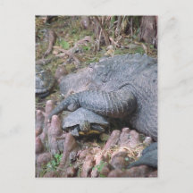 Cartão-postal "Gator Hugs"