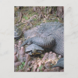 Cartão Postal Cartão-postal "Gator Hugs"
