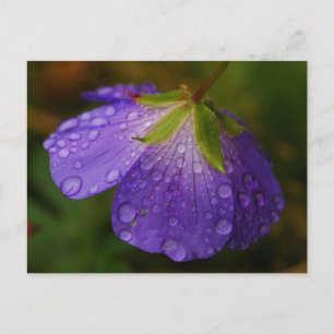 Cartão Postal Cartão-postal Geranium