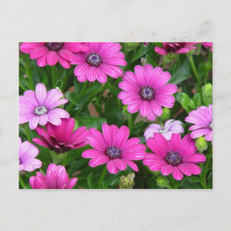 Cartão Postal Cartão-postal Geranium (Flores Rosa)