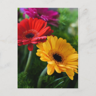 Cartão Postal Cartão-postal Gerberas