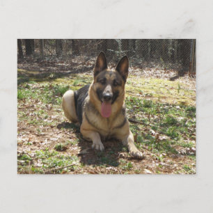 Cartão Postal Cartão-postal german shepherd