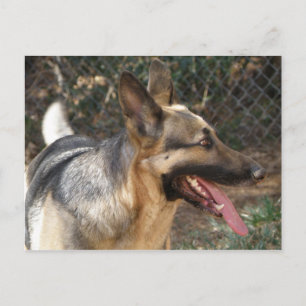Cartão Postal Cartão-postal german shepherd