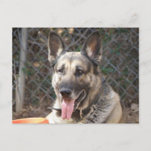Cartão Postal Cartão-postal german shepherd