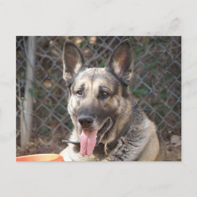Cartão Postal Cartão-postal german shepherd (Frente)