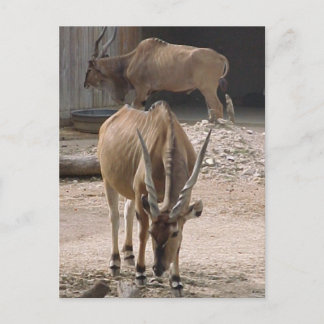 Cartão Postal Cartão-postal "Giant Eland"