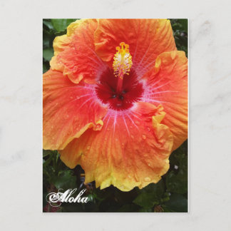 Cartão Postal Cartão-postal Giant Hibiscus Aloha