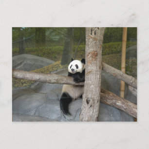 Cartão Postal Cartão-postal Giant Panda