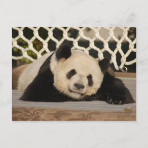 Cartão Postal Cartão-postal Giant Panda