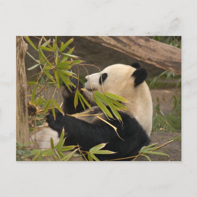Cartão Postal Cartão-postal Giant Panda (Frente)