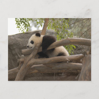 Cartão Postal Cartão-postal Giant Panda