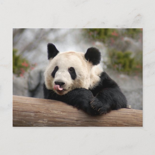 Cartão Postal Cartão-postal Giant Panda (Frente)
