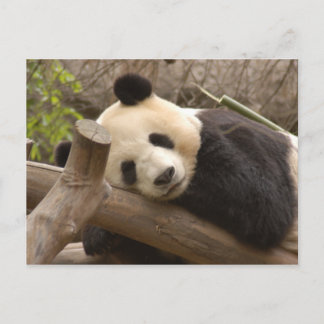 Cartão Postal Cartão-postal Giant Panda