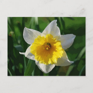 Cartão Postal Cartão-postal gigante Daffodil
