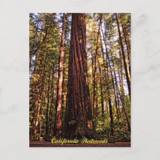 Cartão Postal Cartão-postal gigante Sequoia-California Redwoods