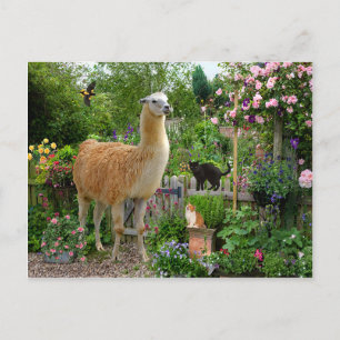 Cartão Postal Cartão-postal "Gigi The Llama"