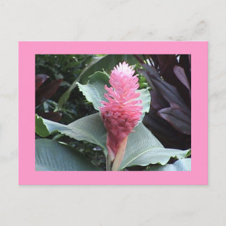 Cartão Postal Cartão-postal Ginger Rosa