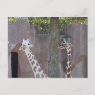 Cartão Postal Cartão-postal Girafas