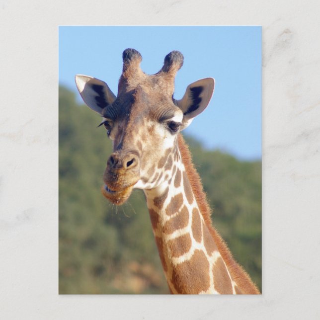 Cartão Postal Cartão-postal Giraffe (Frente)