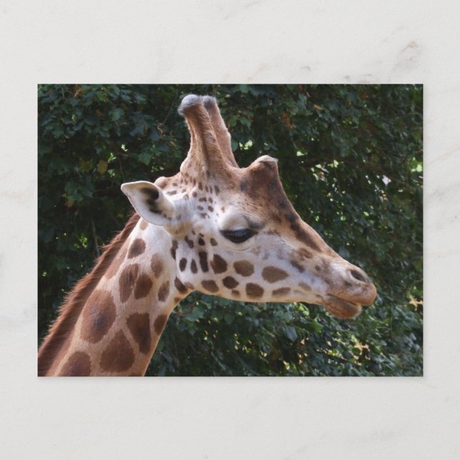 Cartão Postal Cartão-postal Giraffe (Frente)