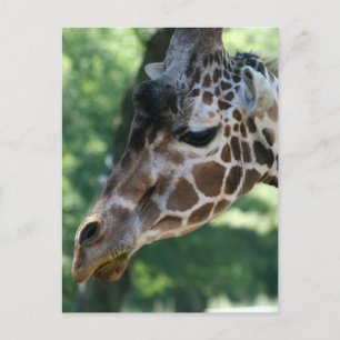 Cartão Postal Cartão-postal Giraffe